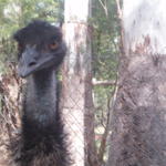 3_emu_eyes.jpg