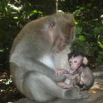 19_monkey_mum_baby.jpg