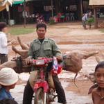 35_pigs_on_moped.jpg