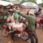 36_pigs_on_moped2.jpg