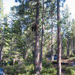 2_bear_15ft_up_tree.jpg