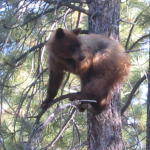 7_bear_in_tree_closeup.jpg