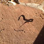 orange_ringneck_snake