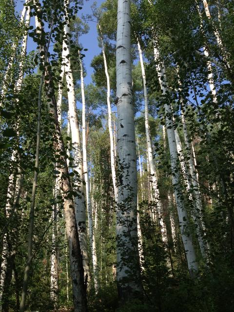 aspens