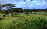 Lion_Stage.jpg (96965 bytes)