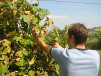 me_vines.jpg (209146 bytes)